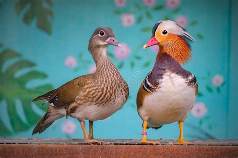 506 Mandarin Duck Couple Stock Photos - Free & Royalty-Free Stock Photos from Dreamstime
