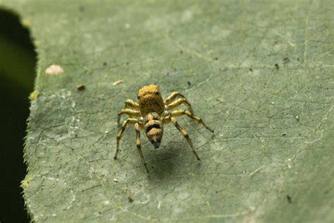 Bumblebee Jumping Spider – ktuli photography