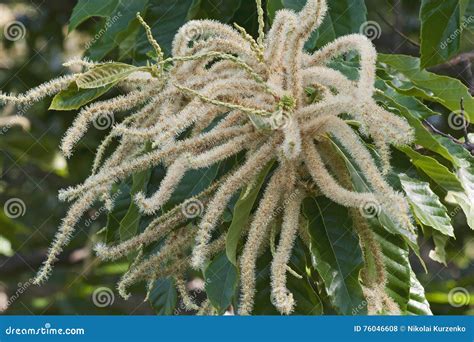 American Chestnut Male and Female Flowers Stock Photo - Image of ...