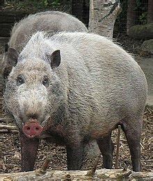 Pig - Wikipedia