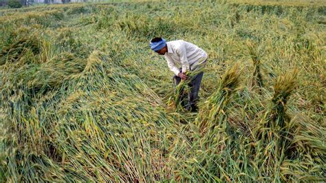 Fresh rain adds to farmers woes in Haryana ahead of wheat harvesting ...