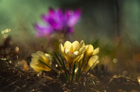 Yellow Crocuses Photograph by Jaroslaw Blaminsky | Fine Art America