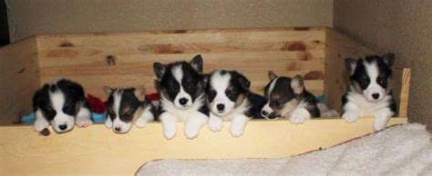 Tri-Colored Corgi Puppies ready Sept. 14th males and females for Sale in Anderson, California ...