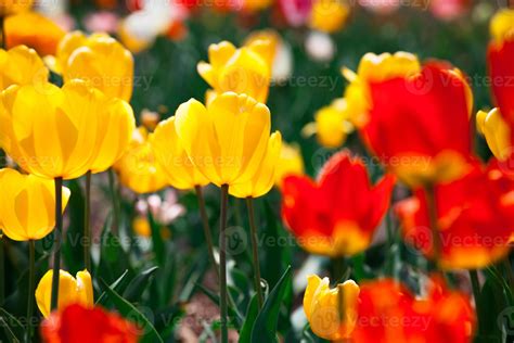 Colorful yellow and red spring flowers tulips 11046396 Stock Photo at ...