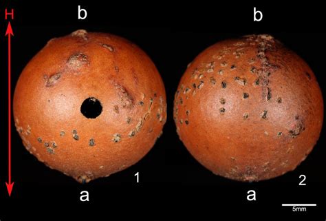 Galls used for the survey were divided into two halves (1, 2) according ...