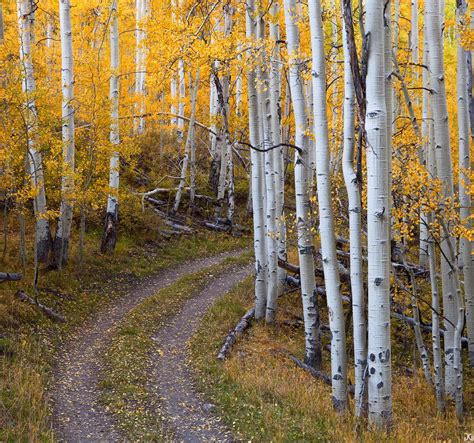 Aspen Road | Uncompahgre National Forest, Colorado | Nature and Portrait Photography by Jimmy Gekas