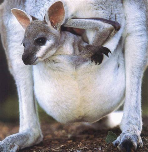 Kanguro. | Cute baby animals, Cute animals, Animals beautiful