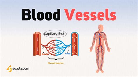 Blood Vessels - Introduction