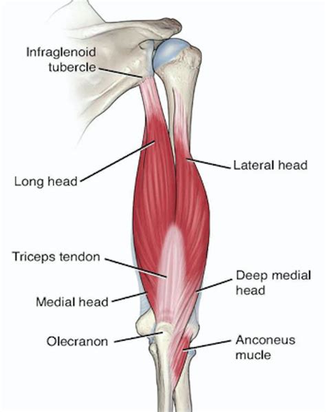 JM Blakley's - improving tricep pushdowns : r/weightroom