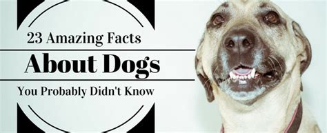 23 Amazing Facts About Dogs You Probably Didn't Know