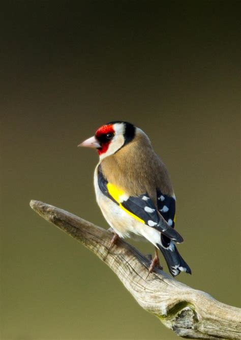 Garden birds | Stuartpics.co.uk - Photography by Geoff Harries