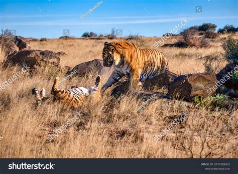 Large Male Bengal Tiger Panthera Tigris Stock Photo 2077281631 | Shutterstock