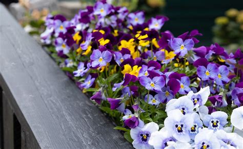 Container Grown Pansies Are Wonderful For Filling Gaps In The Gardening ...