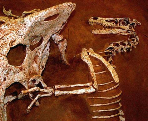 Velociraptor Fighting Protoceratops - Fossils & Bones - Dinosaur ...