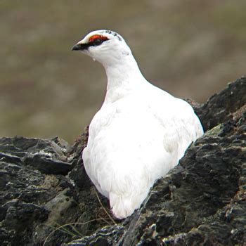 Rock Ptarmigan