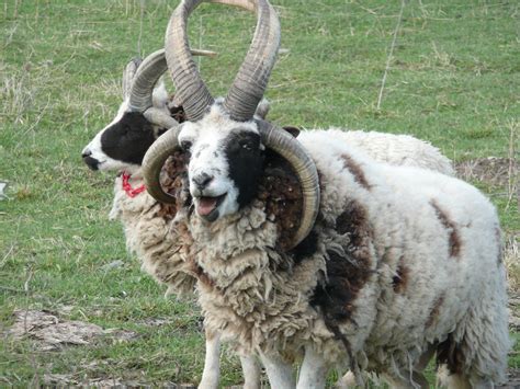 Heritage Breeds: Ort’s Barnyard Menagerie | Cornell Small Farms Program