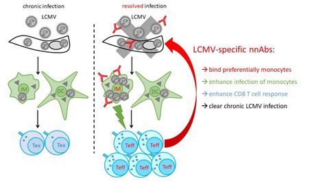 Non-neutralizing Abs protect against chronic LCMV infection by promoting infection of monocytes ...