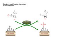 ScienceSlides: Serine phosphorylation PPT