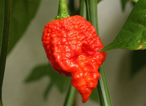 The Caroline Reaper chilli: a spicy experience