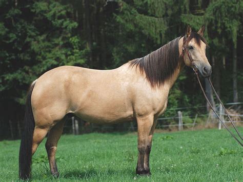 Top 9 Most Popular Horse Breeds | UK Pets