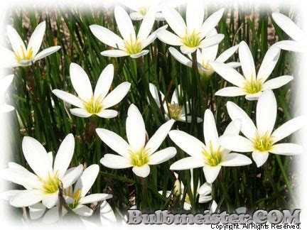 Bulbmeister.COM - Nursery Flower Bulbs List - Zephyranthes candida