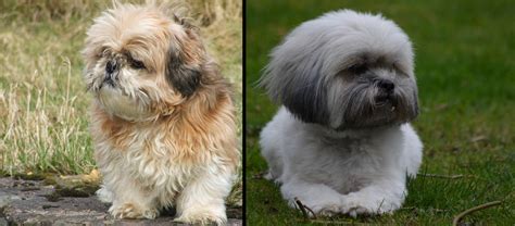 What is the difference between a Lhasa Apso and a Shih Tzu? - LhasaLife