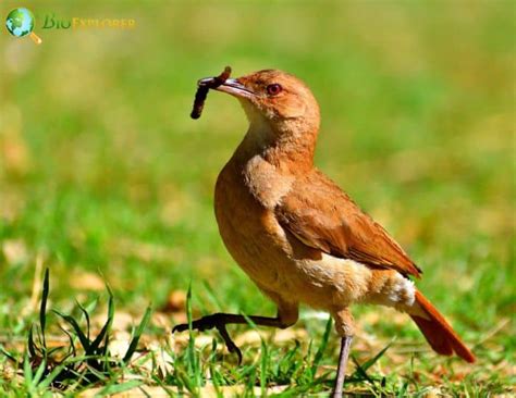 Rufous Hornero | Furnarius rufus | Ovenbird of South America