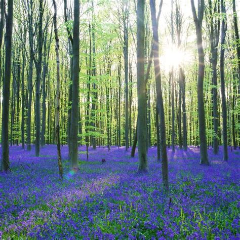 The Blue Forest – Halle, Belgium - Atlas Obscura