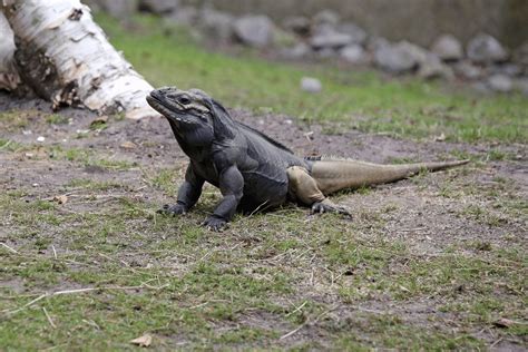 Rhinoceros Iguana Facts - CRITTERFACTS