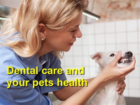 Dental care and your pets health - Emergency Animal Care Braselton