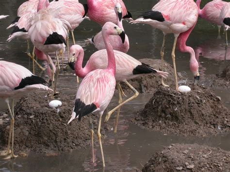 Hot enough to make an Andean flamingo? | WWT