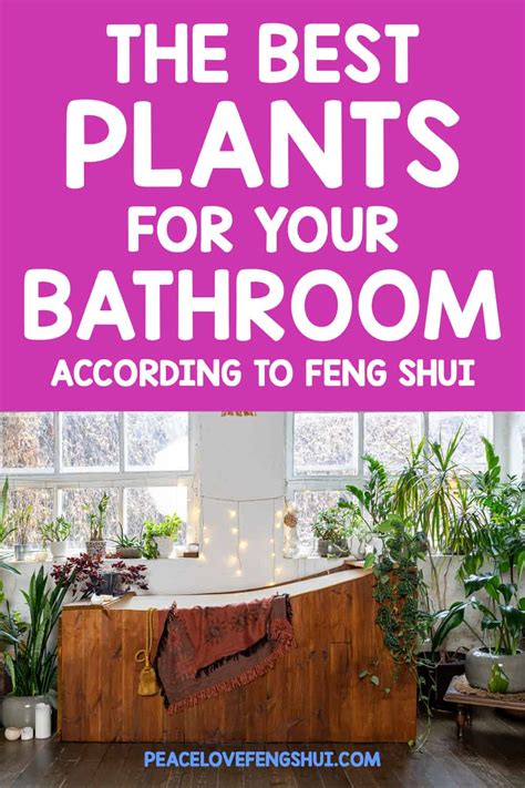 13 Feng Shui Bathroom Plants to Balance Draining Chi