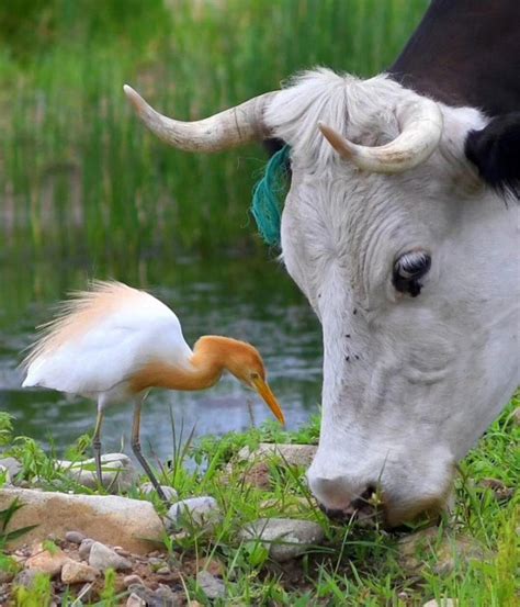 Cattle Egret