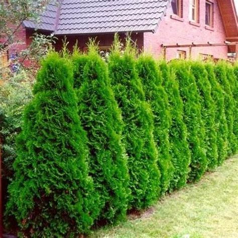 Arborvitae - Etsy