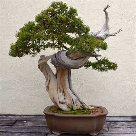 24+ Juniperus Chinensis Pyramidalis Bonsai