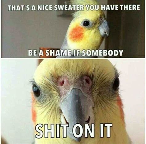 Pin på Birb memes