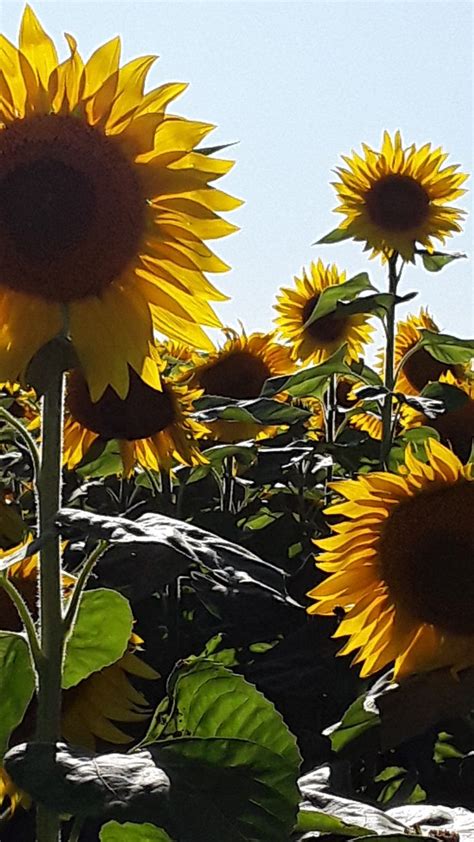 Isanti, MN | Plants, Flowers, Sunflower