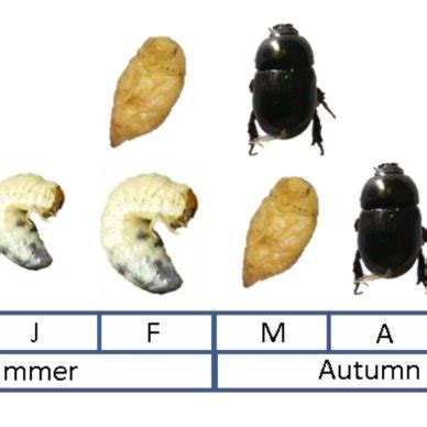 | African black beetle life cycle under Australian conditions as... | Download Scientific Diagram