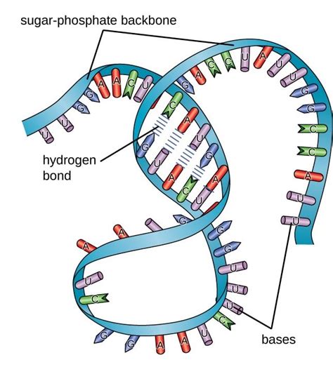 What are the different types of RNA?