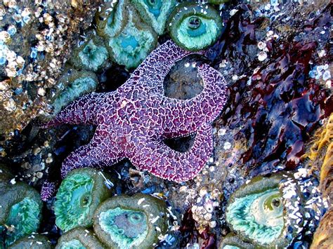 Wild Side: Ochre sea star | Coastal Life | discoverourcoast.com