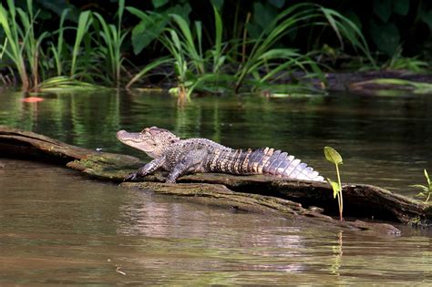 Alligator Swamp Bayou - Free photo on Pixabay - Pixabay