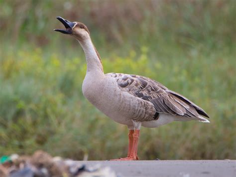 Swan goose vulnerable (Anser cygnoides) bird habitat & weight