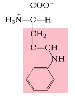 Tryptophan Structure At Ph 7