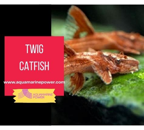 Twig Catfish (Farlowella acus) 101: Best Detailed Care Guide (2024)