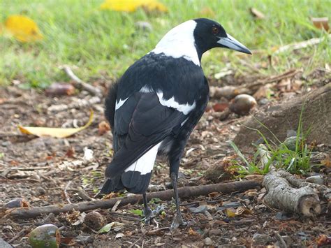 Free photo: Magpie, Bird, Black, White - Free Image on Pixabay - 288202