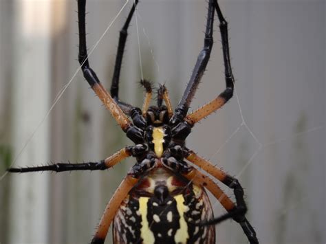 Barn Spider | Nature photography, Spider, Nature