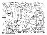 Rainforest Animals And Plants coloring Pages  Message sketch template