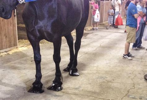 Amish Horses: Percheron Horse Show