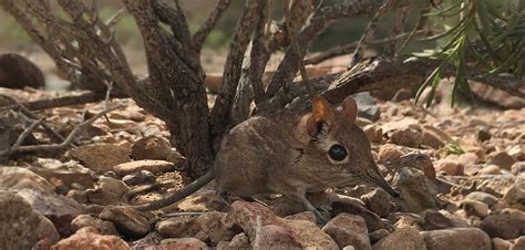 Tiny Elephant Shrew Rediscovered in Africa After 50 Years–And All it ...