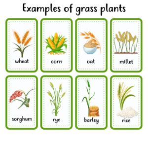 10 Examples of Grass Plants – HowForKids